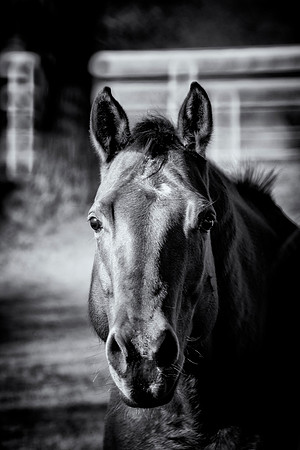 Quarter Horse