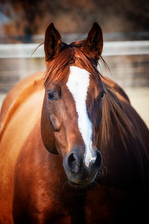 Quarter Horse