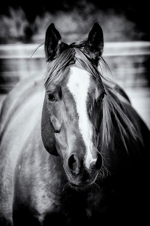 Quarter Horse