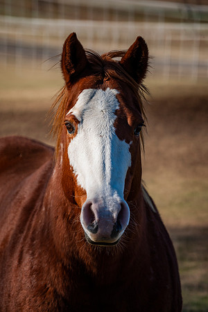 Paint Horse