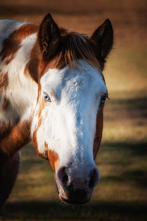 Paint Horse