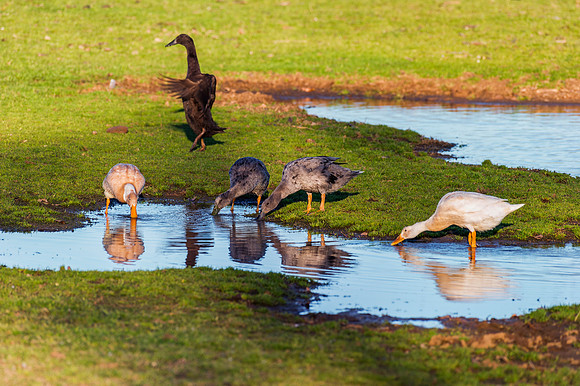 Runner Ducks
