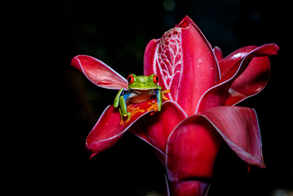 Red Eyed Tree Frog