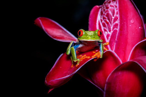 Red Eyed Tree Frog