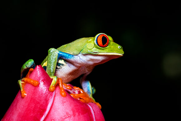 Red Eyed Tree Frog