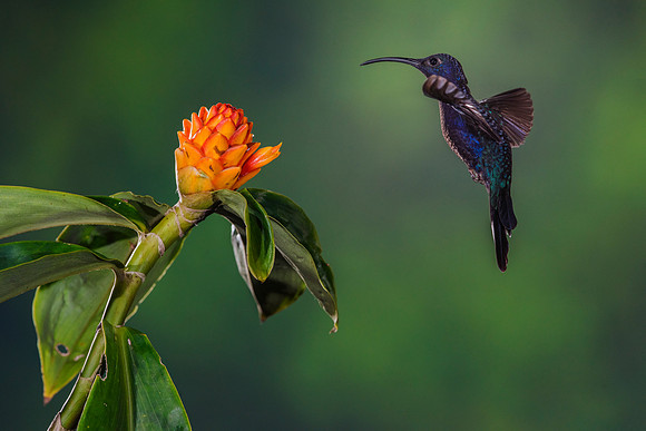 Violet Sabrewing Hummingbird