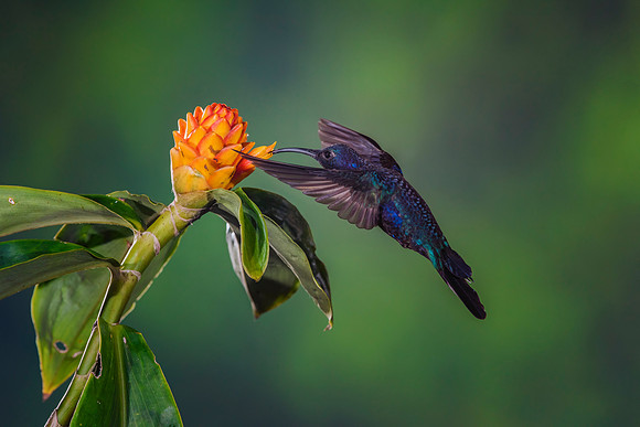 Violet Sabrewing Hummingbird