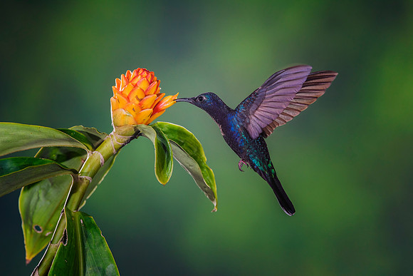 Violet Sabrewing Hummingbird