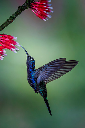 Violet Sabrewing Hummingbird