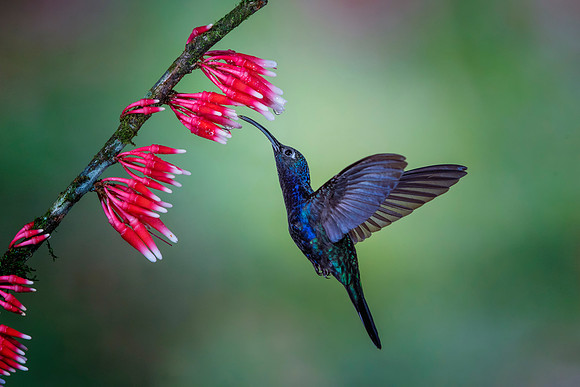 Violet Sabrewing Hummingbird