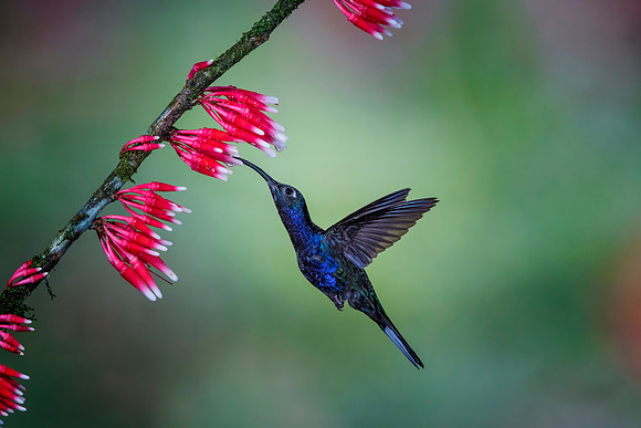 Violet Sabrewing Hummingbird