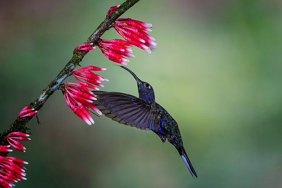 Violet Sabrewing Hummingbird