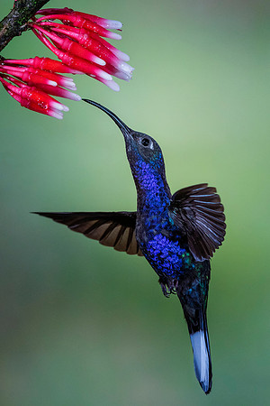 Violet Sabrewing Hummingbird