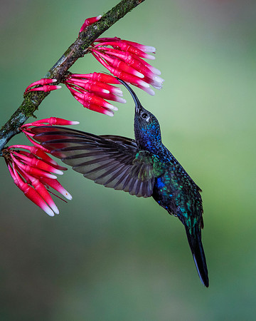 Violet Sabrewing Hummingbird