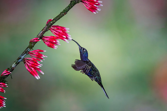 Violet Sabrewing Hummingbird