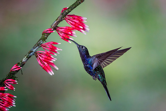 Violet Sabrewing Hummingbird