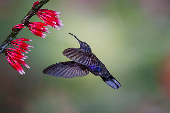 Violet Sabrewing Hummingbird