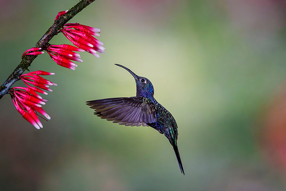 Violet Sabrewing Hummingbird