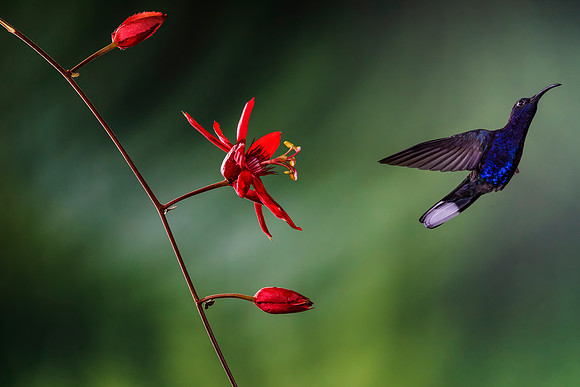 Violet Sabrewing Hummingbird