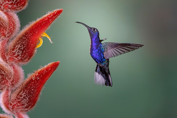 Violet Sabrewing Hummingbird