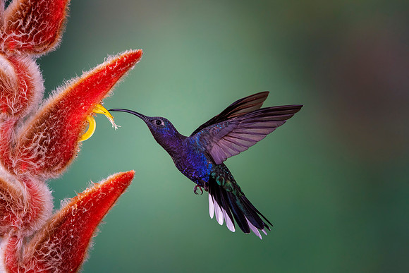 Violet Sabrewing Hummingbird