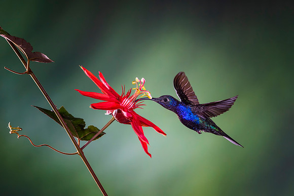 Violet Sabrewing Hummingbird