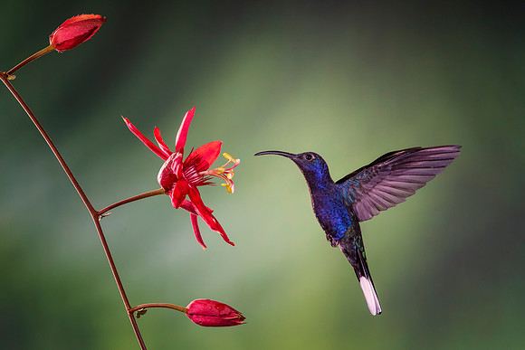 Violet Sabrewing Hummingbird