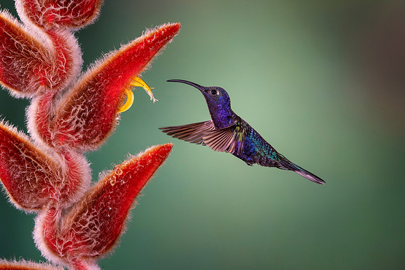 Violet Sabrewing Hummingbird