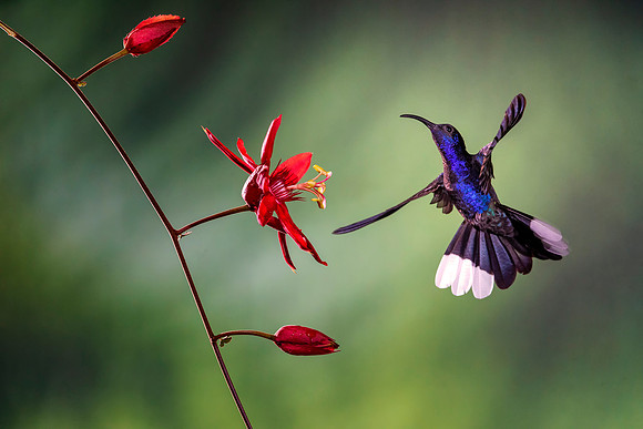 Violet Sabrewing Hummingbird