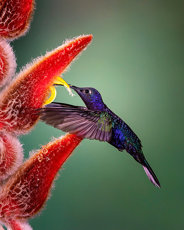 Violet Sabrewing Hummingbird