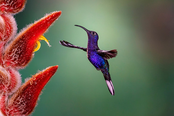 Violet Sabrewing Hummingbird