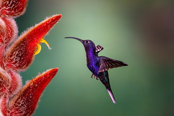 Violet Sabrewing Hummingbird
