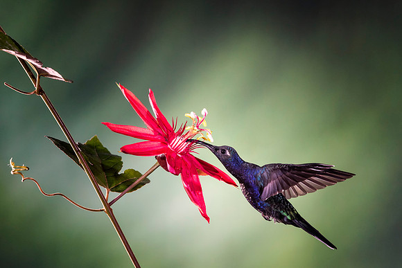 Violet Sabrewing Hummingbird
