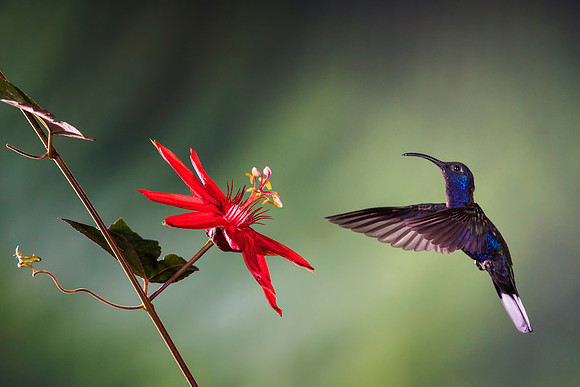 Violet Sabrewing Hummingbird