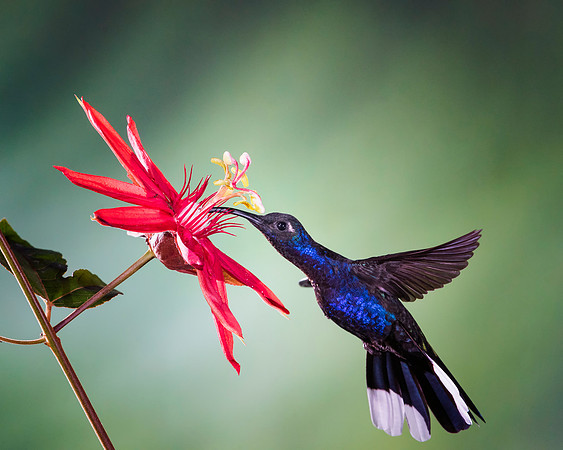 Violet Sabrewing Hummingbird