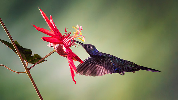 Violet Sabrewing Hummingbird