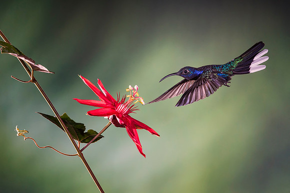 Violet Sabrewing Hummingbird