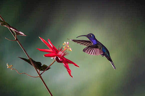 Violet Sabrewing Hummingbird