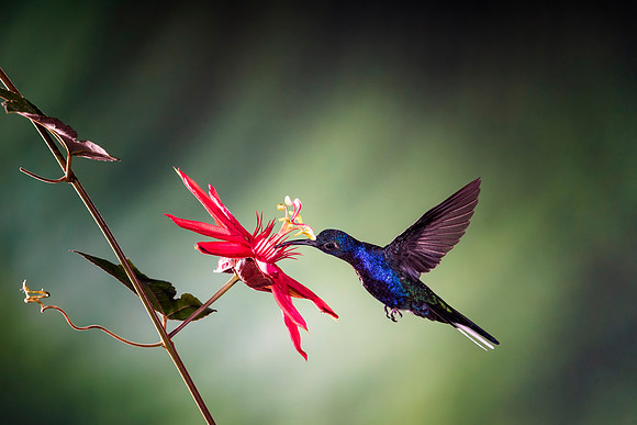 Violet Sabrewing Hummingbird