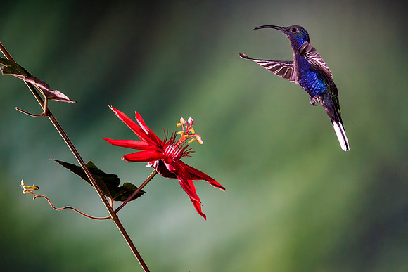 Violet Sabrewing Hummingbird