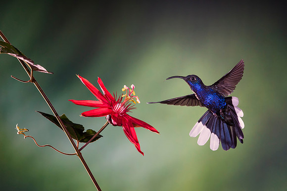 Violet Sabrewing Hummingbird