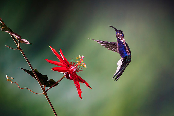 Violet Sabrewing Hummingbird