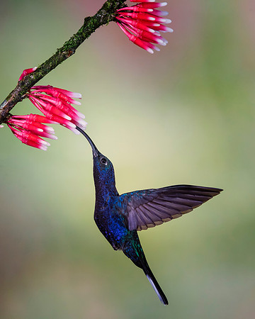 Violet Sabrewing Hummingbird