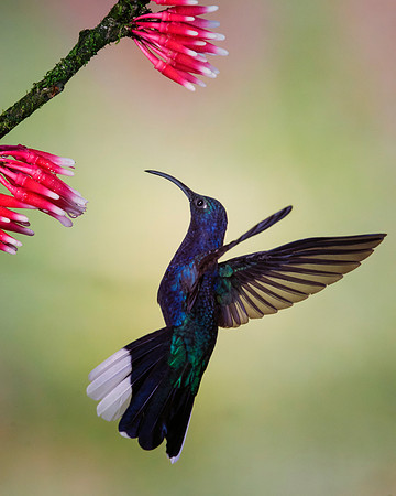 Violet Sabrewing Hummingbird