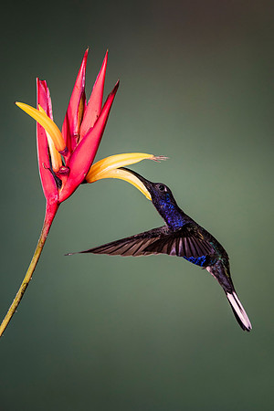 Violet Sabrewing Hummingbird