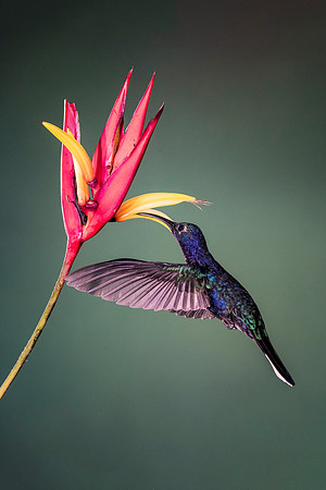 Violet Sabrewing Hummingbird
