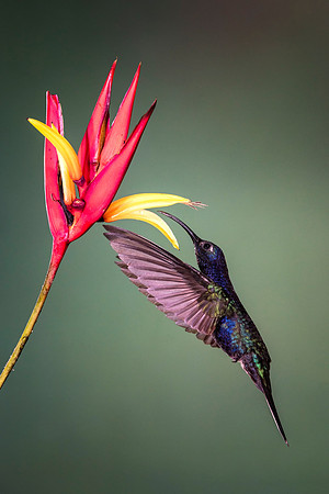 Violet Sabrewing Hummingbird