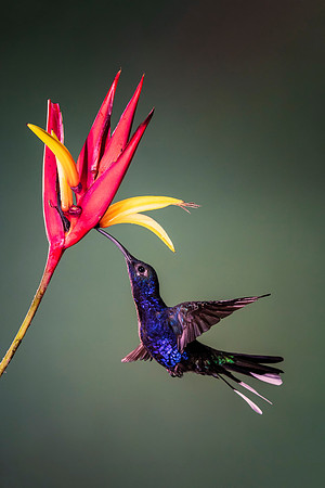 Violet Sabrewing Hummingbird
