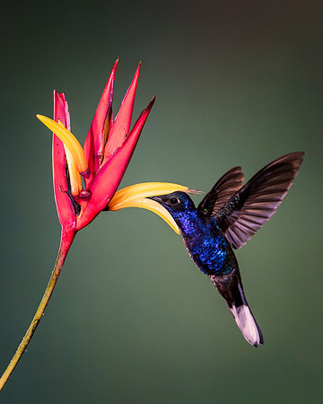 Violet Sabrewing Hummingbird