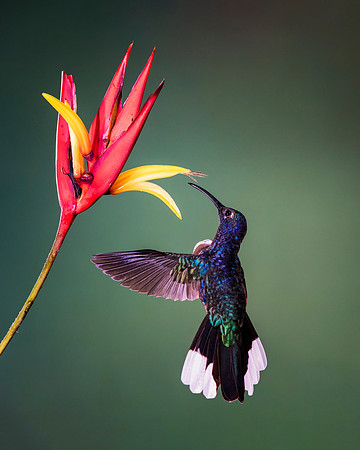 Violet Sabrewing Hummingbird